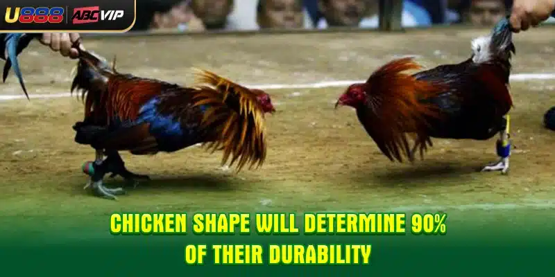 Chicken shape will determine 90% of their durability