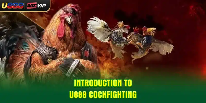 Introduction to U888 cockfighting