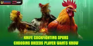 Knife Cockfighting Spurs - Choosing Breeds Player Wants Know