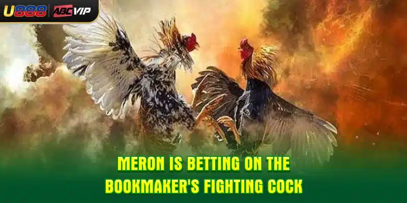 Meron is betting on the bookmaker's fighting cock