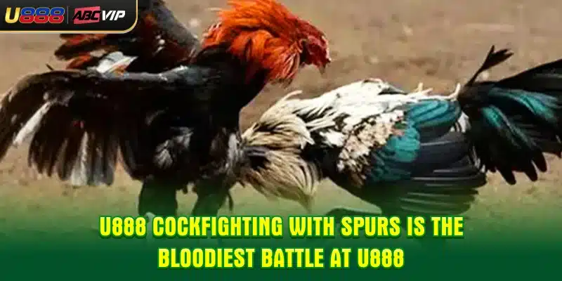 U888 Cockfighting with spurs is the bloodiest battle at U888