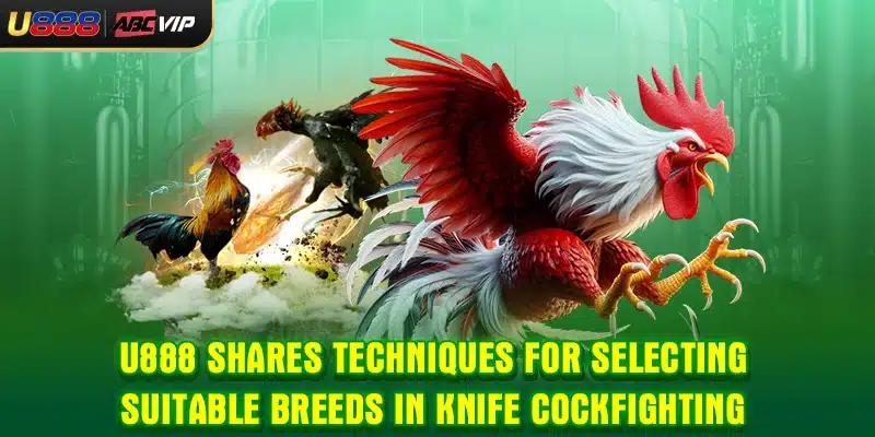 U888 shares techniques for selecting suitable breeds in knife cockfighting